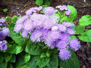 24 かっこうあざみ