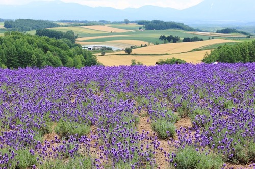 469-109429840 美瑛　（Google Earth 画像より・）