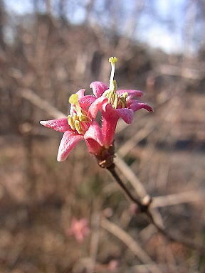 20 うずらかずら