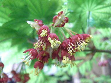 25 カエデ　遠慮