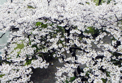 DSCN8050