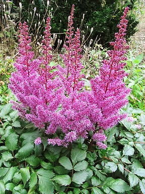 Drecom Isao Oのブログ 11年07月14日