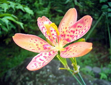 Drecom Isao Oのブログ ヒオウギ 桧扇 Nhk ラジオ深夜便 今日の誕生花と花言葉