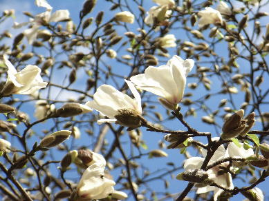 Drecom Isao Oのブログ コブシ 辛夷 Nhk ラジオ深夜便