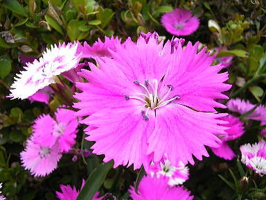 Drecom Isao Oのブログ セキチク 石竹 Nhk ラジオ深夜便