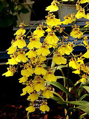 21 おんじゅうむ