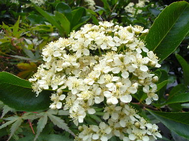 23 ピラカンサ　悲恋　