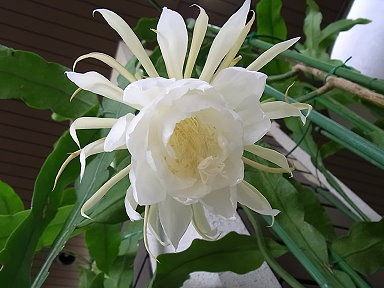 Drecom Isao Oのブログ 月下美人 Nhk ラジオ深夜便 誕生花