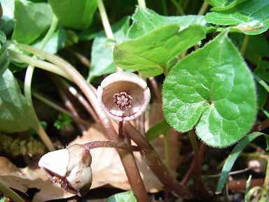 17 ふたばあおい