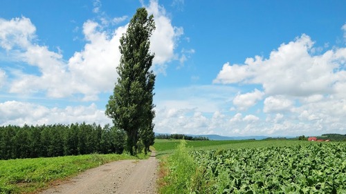 439-100245487 美瑛赤羽　（Google Earth 画像より・）R238