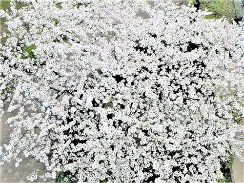 DSCN0117