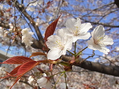 10山桜