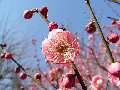 5　梅　高潔　上品　澄んだ心