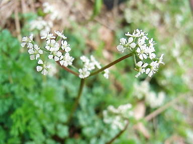 15 セントウソウ　繊細な美しさ