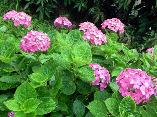 DSCN1383