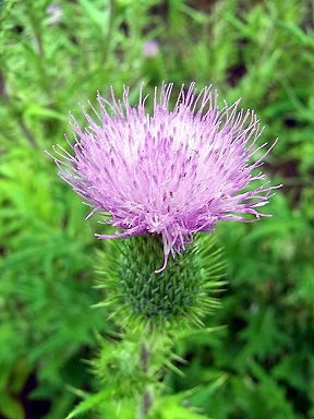 21のはらあざみ