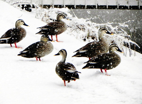 DSCN9094 - コピー