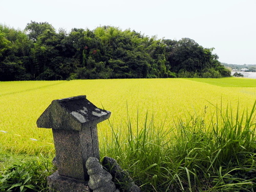 DSCN5214