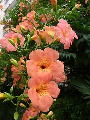 20 ノウセンカズラ