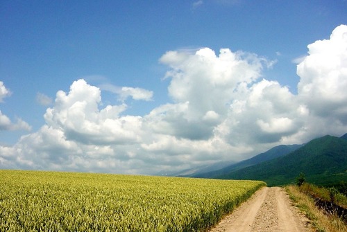 17320461 麦畑　（Ｇｏｏｇｌｅ Ｅａｒｔｈ 画像より・）