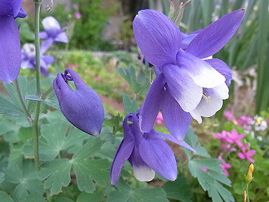 2011 23 おだまき