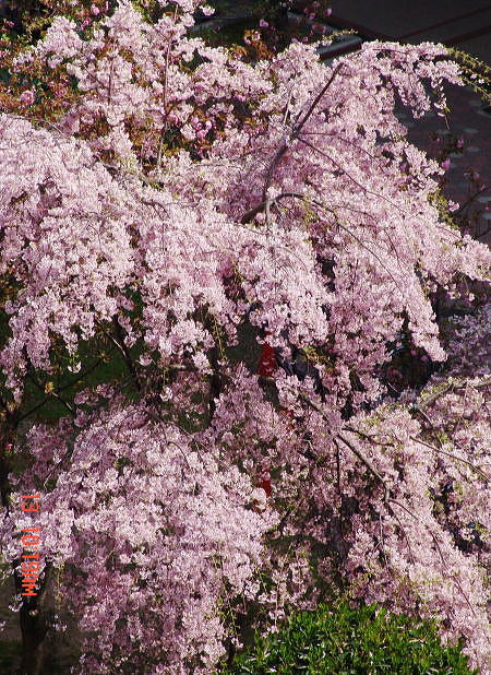 dsc02794.jpg