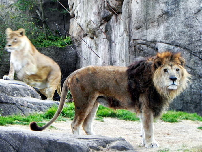 Drecom Isao Oのブログ ライオン 天王寺動物園 その3 Drecom Isao Oのブログ ライオン 天王寺動物園 その3