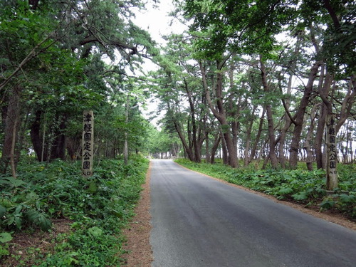 石崎平舘の松林　97152181