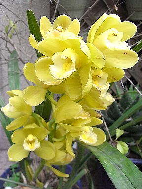 22シンビジュウム