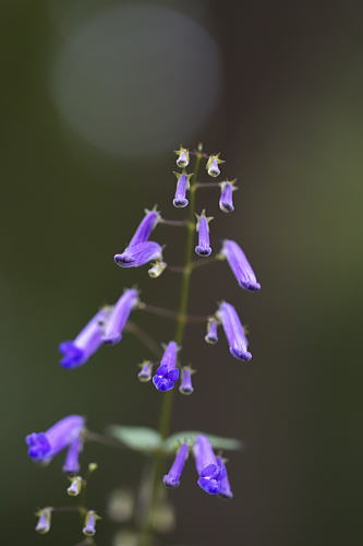 22 秋丁子　あきちょうじ