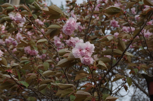 IMGP0058