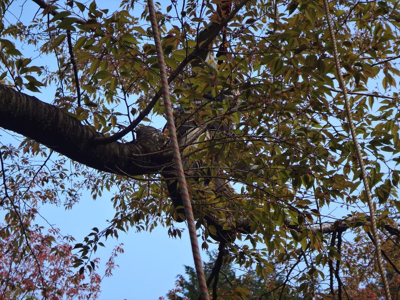 静岡で桜の剪定 東海大学海洋学部山岳部と酒仙同人のブログ