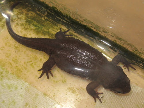 アカハライモリ ぼーやんのお部屋