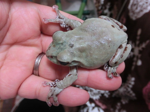 変温動物 ぼーやんのお部屋