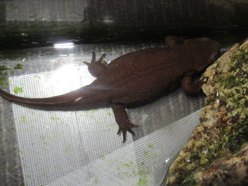 アカハライモリ ぼーやんのお部屋