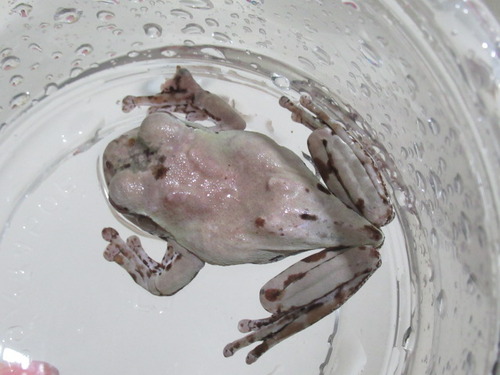 前脚の指の欠損 ぼーやんのお部屋