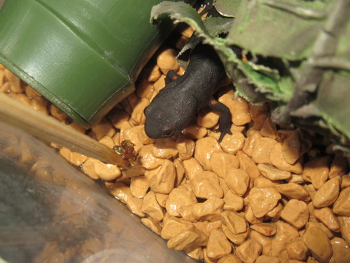 シナイモリ ぼーやんのお部屋