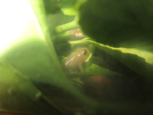 孵化４６日目のオタマジャクシ ぼーやんのお部屋