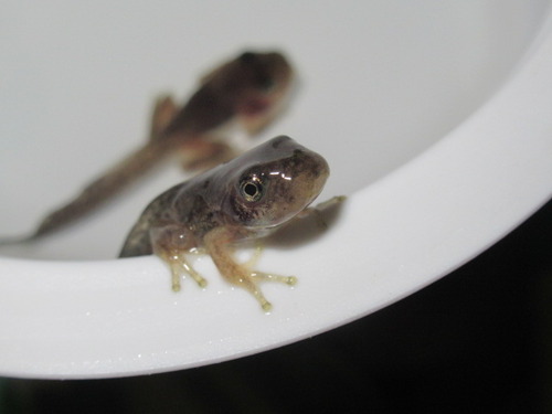 オタマジャクシ ぼーやんのお部屋