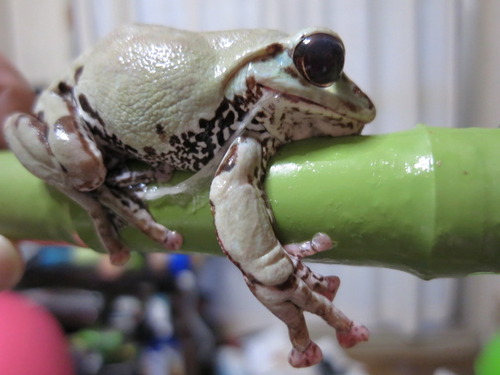 カエルの脱皮 ぼーやんのお部屋