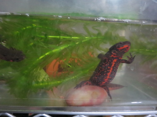 雌イモリと雄イモリ ぼーやんのお部屋