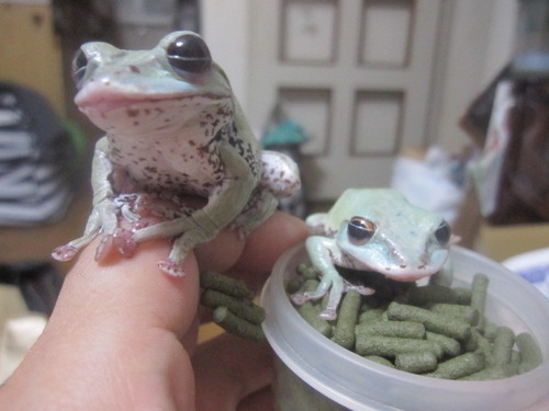 瞼 ぼーやんのお部屋 瞼 ぼーやんのお部屋