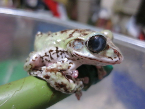 脱皮するカエル ぼーやんのお部屋 脱皮するカエル ぼーやんのお部屋