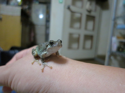 体温 ぼーやんのお部屋