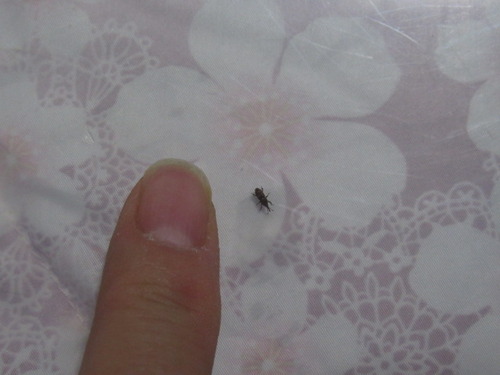 穀蔵虫 コクゾウムシ ぼーやんのお部屋