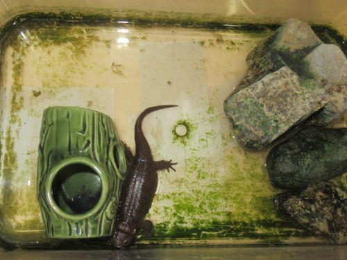 アカハライモリ ぼーやんのお部屋