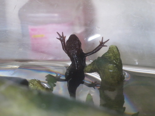 水中 ぼーやんのお部屋