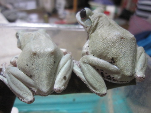 たまには後姿 ぼーやんのお部屋