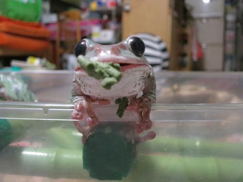 ツリーフロッグ ぼーやんのお部屋 ツリーフロッグ ぼーやんのお部屋