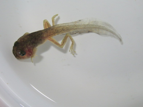 オタマジャクシ ぼーやんのお部屋